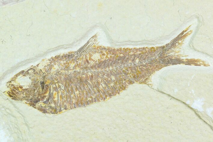 Bargain, Fossil Fish (Knightia) - Wyoming #126204